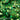 Rainbow Green Heart Flake
