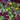 3D Goldish Purple Star Flake